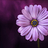 Andrea_K