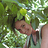 Audree_Mondou