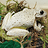 Leslie_Gordon1