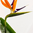 Raffaela_Dragani