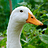 Sean_Thompson