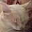 TheOrangeCat