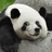 UniquePanda