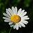 marguerite