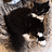 richlovescats