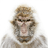 Andrew_Gross
