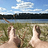 dawid_weiss1