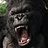 Kong