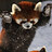 Ryan_Morrison
