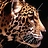 suhas_elk