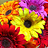 Margaret_Anthony