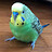 YAYADUCKS_official