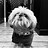 Diane_Rohrer