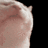 AProudCat