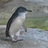 penguin_brian