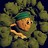 EmeraldKing403