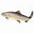Zalm