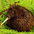 Bunpy