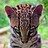 Christopher_Cat