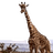 longneck