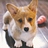 Corgi