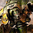 Zabe_Forgotten