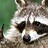 Racoon21