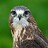 Buzzard Buzzard