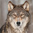 timwolfe94022 timwolfe94022