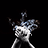dron_shampinion