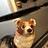 corgifall