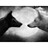 Lord_White_Wolf