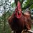 angryrooster