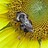 honeybeesforus
