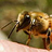 RockyMtnBeeMan RockyMtnBeeMan