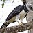 accipitridae