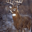 americanbuckhunter2024