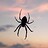 arachnoto