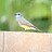 birdingbyandby