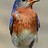 birdsandgardens