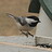 Bk-CapChickadee12 Bk-CapChickadee12