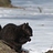 blacksquirrelsyracuse