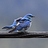 bluejaybluejay