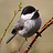 bugsandbirds