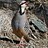 Chukar