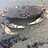 colorado_crustaceans