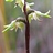 corunastylis