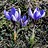crocusadamii