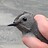 d_carolinensis