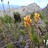 fynbos_adventures